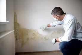 Why You Should Choose Our Mold Remediation Services in Lake Holiday, IL